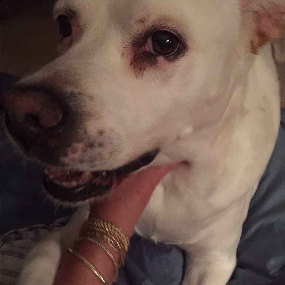 In Memory of Dolce ❤️ - Picture 6 of 7